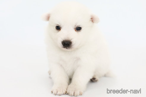 成約済の神奈川県の日本スピッツ-315949の2枚目